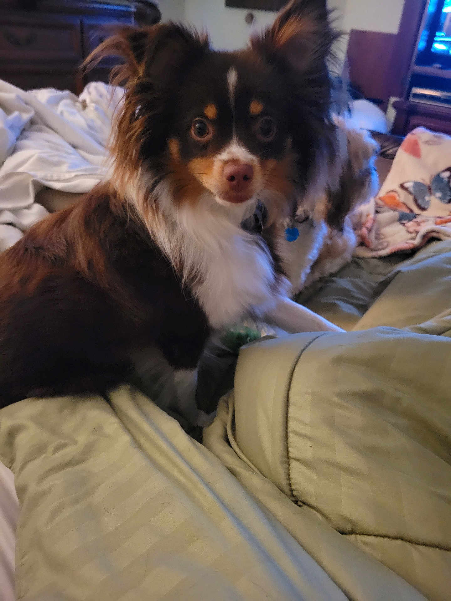 Bailey