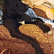 Dozer joined the competition — help win amazing prizes! dog, black_dog, couch, blanket, indoor, furniture, relaxed, pet, resting, long_legs, patterned_fabric, armrest, white_patch, canine, domestic_animal, cozy, home, comfort, laying_down, animal