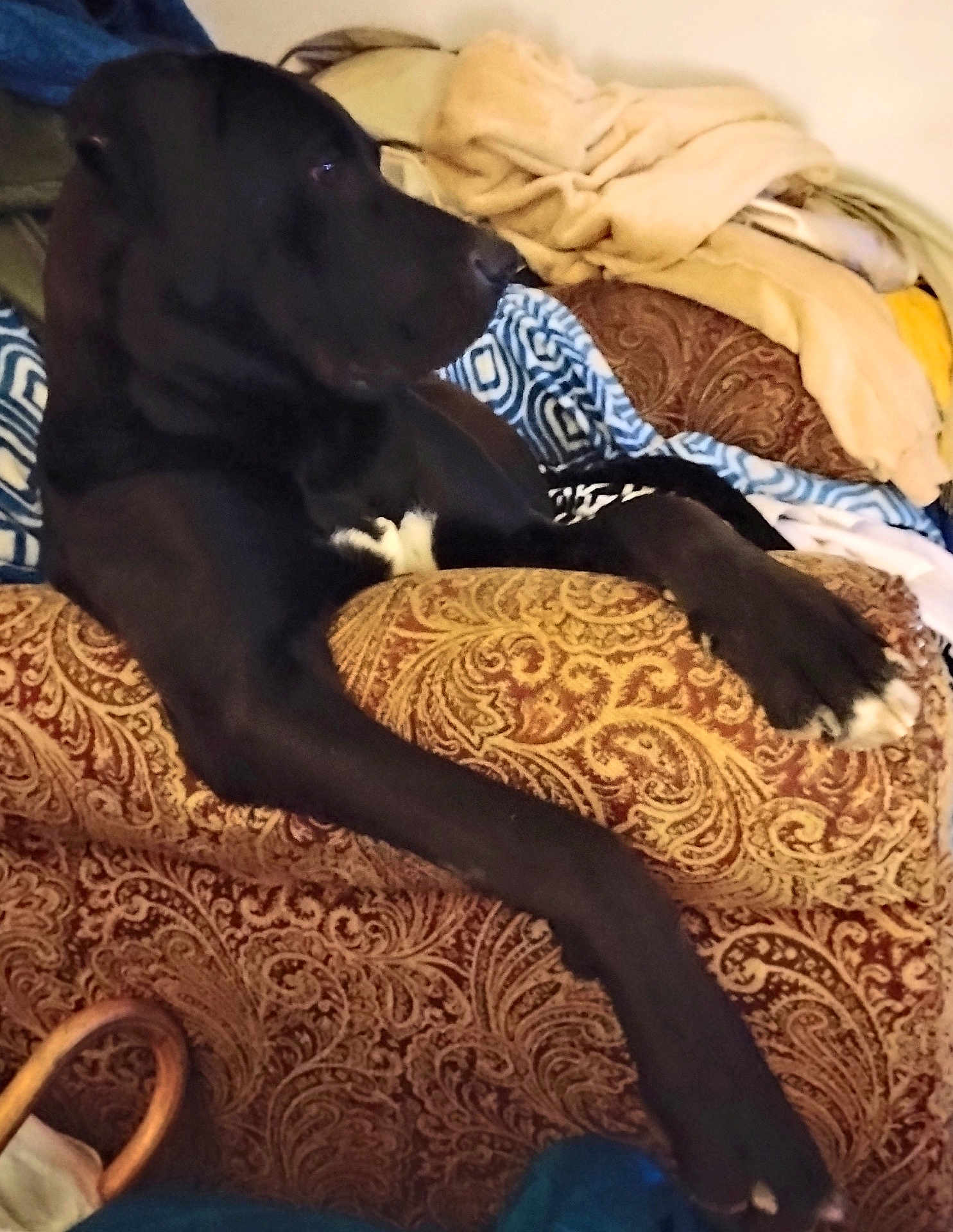 Dozer joined the competition — help win amazing prizes! dog, black_dog, couch, blanket, indoor, furniture, relaxed, pet, resting, long_legs, patterned_fabric, armrest, white_patch, canine, domestic_animal, cozy, home, comfort, laying_down, animal