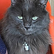 Jack participe au concours pour gagner de l'argent avec cette photo : alert, animal, black_cat, cat, chair, closeup, collar, cute, domestic_cat, feline, fluffy, fur, green_eyes, indoor, orange, pet, portrait, sitting, tag, whiskers