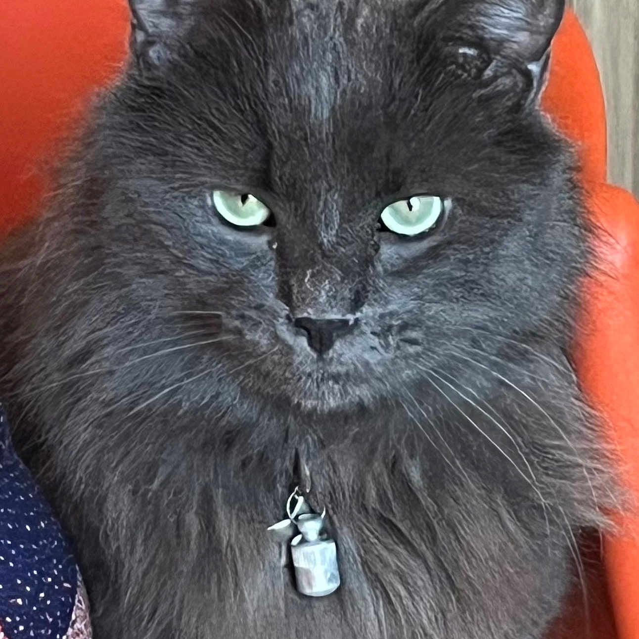 Jack