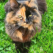 Ope participe au concours pour gagner de l'argent avec cette photo : animal, cat, closeup, clover, daylight, ears, fluffy, fur, grass, greenery, lying_down, nature, outdoor, pet, portrait, relaxed, tail, tortoiseshell_cat, whiskers, yellow_eyes