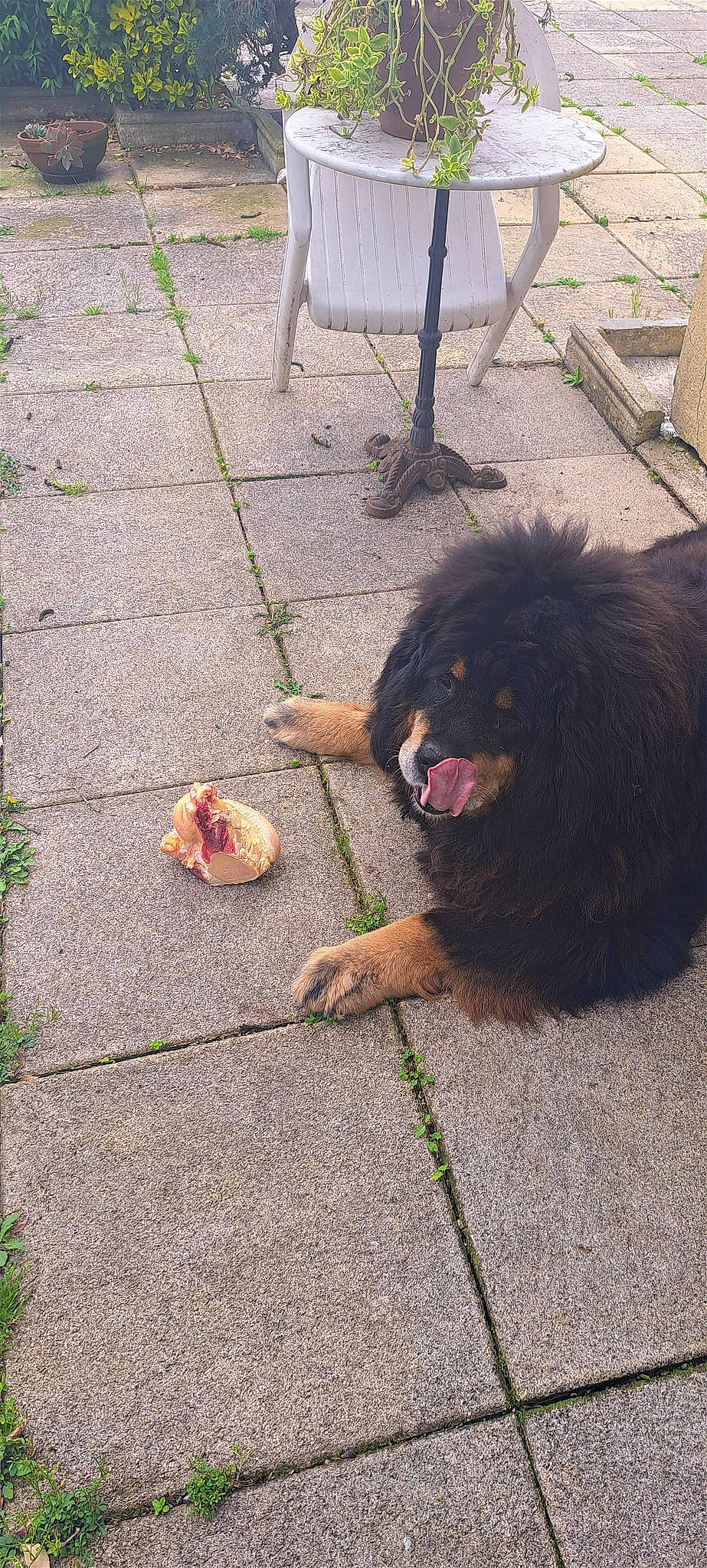 Mulder a rejoint le concours — aidez-le/la à gagner de superbes lots ! asphalt, carnivore, companion_dog, dog, dog_breed, driveway, flooring, food, foot, fur, grass, road, road_surface, sidewalk, snout, tail, tar, terrestrial_animal, water_dog, working_animal