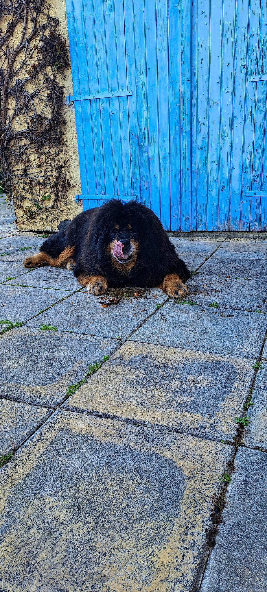 Mulder participe au concours pour gagner de l'argent avec cette photo : asphalt, blue, canidae, carnivore, dog_breed, electric_blue, flooring, fur, grass, road, road_surface, shadow, sidewalk, snout, sporting_group, street, tail, tar, terrestrial_animal, tints_and_shades