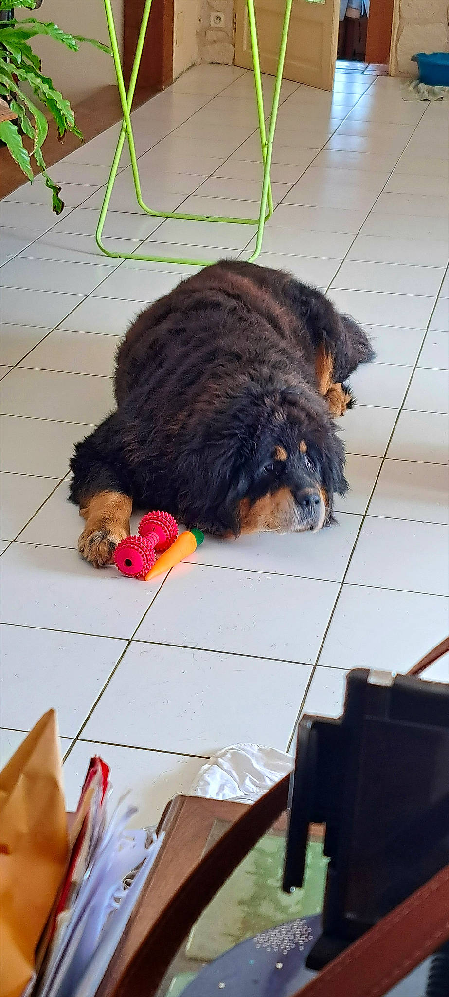 Mulder participe au concours pour gagner de l'argent avec cette photo : canidae, carnivore, claw, companion_dog, dog, dog_breed, dog_supply, flooring, fur, leash, liver, pet_supply, road_surface, snout, sporting_group, tail, terrestrial_animal, water_dog, working_animal