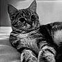 Gabby a rejoint le concours — aidez-le/la à gagner de superbes lots ! animal, black_and_white, cat, closeup, curious, cute, domestic_animal, ears, eyes, feline, fur, grainy, indoor, laying, pet, portrait, relaxed, soft_surface, tabby, whiskers
