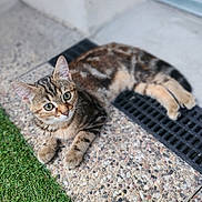 Gabby a rejoint le concours — aidez-le/la à gagner de superbes lots ! animal, cat, closeup, curious, domestic, door, ears, feline, floor, grass, natural_light, outdoor, paw, pebble, pet, relaxed, tabby, texture, whiskers, young