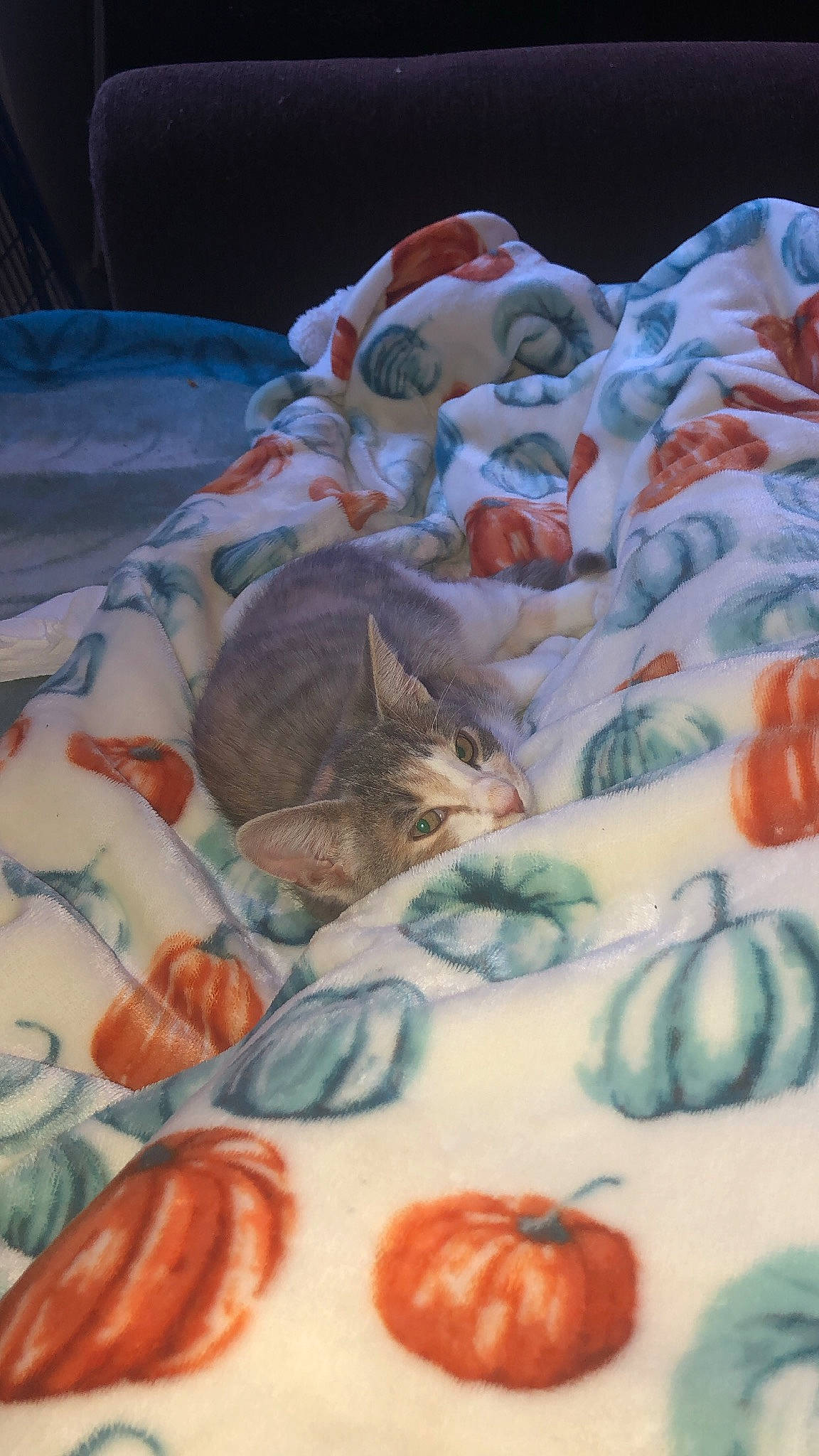 Elly joined the competition — help win amazing prizes! art, bed, bed_sheet, bedding, carnivore, cat, comfort, creative_arts, felidae, illustration, linens, orange, organism, pattern, recipe, room, small_to_medium_sized_cats, textile, visual_arts, whiskers