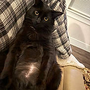 Cosmo joined the competition — help win amazing prizes! cat, black_cat, pet, indoor, furniture, chair, plaid, pajamas, socks, floor, carpet, relaxed, fur, animal, domestic_cat, cozy, looking_at_camera, wide_eyes, home, resting