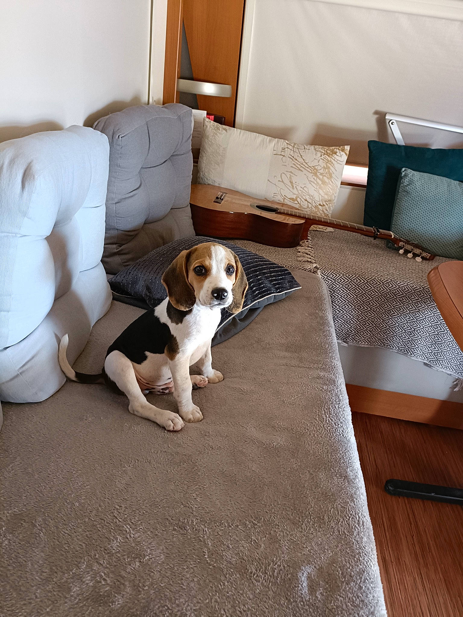 Boby participe au concours pour gagner de l'argent avec cette photo : building, carnivore, comfort, companion_dog, couch, dog, dog_breed, fawn, floor, flooring, furniture, hardwood, house, interior_design, living_room, mammal, studio_couch, window, wood, working_animal