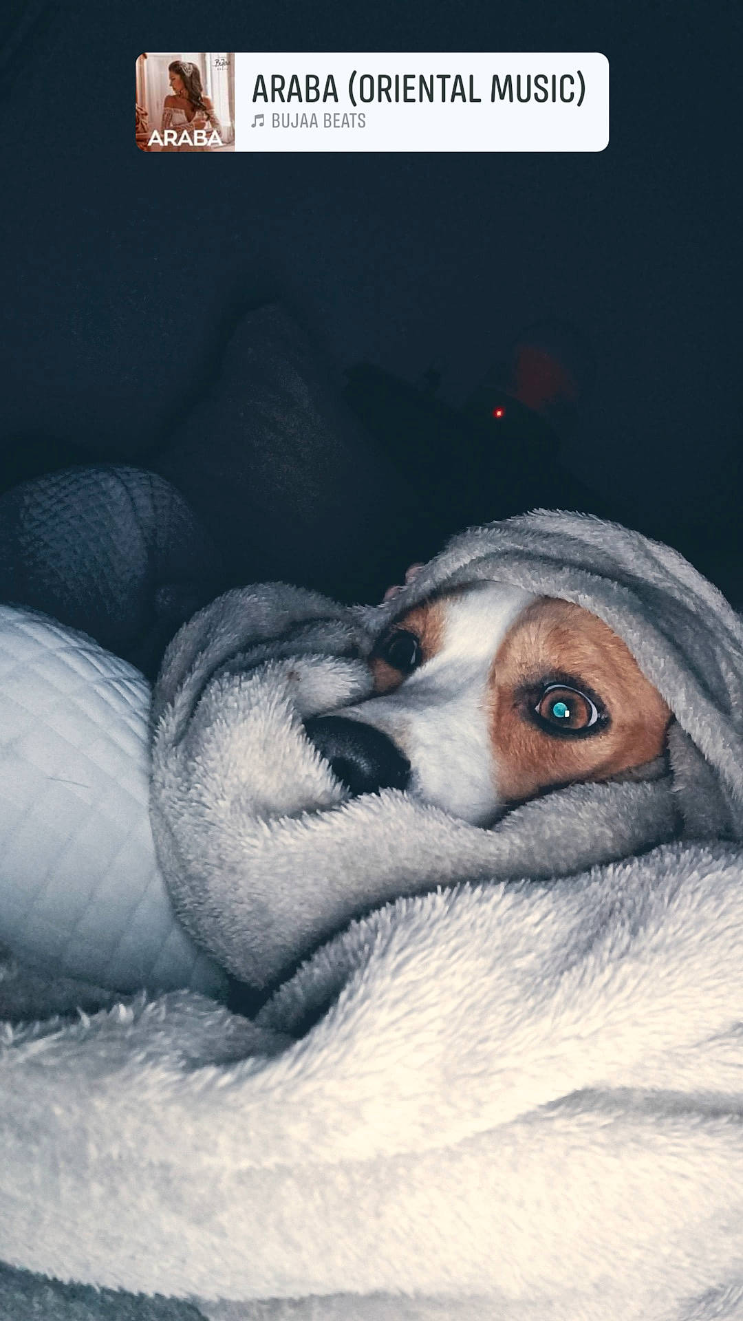 Boby participe au concours pour gagner de l'argent avec cette photo : beak, canidae, carnivore, comfort, companion_dog, dog, dog_breed, eyelash, flightless_bird, fur, jaw, paw, photo_caption, screenshot, snout, sporting_group, terrestrial_animal, water_bird, whiskers, wildlife