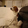 Boby a rejoint le concours — aidez-le/la à gagner de superbes lots ! animal, beagle, black, blanket, brown, canine, couch, cozy, curious, dog, furniture, home, indoor, living_room, pet, portrait, relaxed, side_view, sitting, white