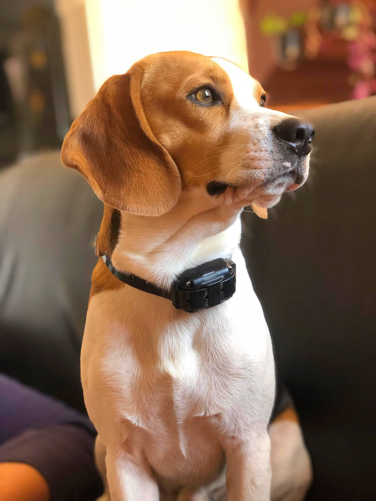 Boby participe au concours pour gagner de l'argent avec cette photo : beagle, canidae, carnivore, collar, companion_dog, dog, dog_breed, dog_collar, dog_supply, fawn, fur, leash, liver, pet_supply, scent_hound, snout, sporting_group, toy, whiskers, working_animal