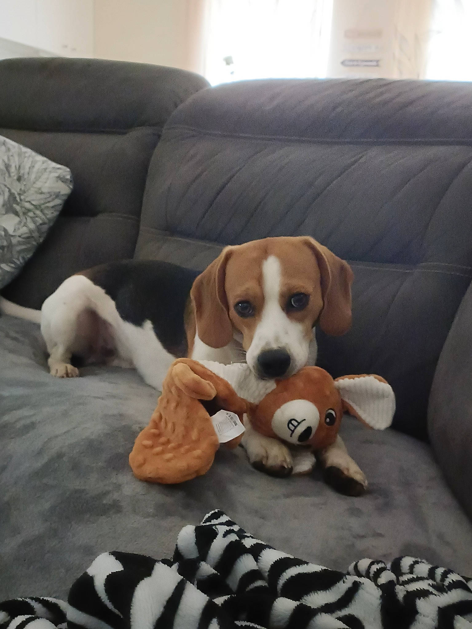 Boby a rejoint le concours — aidez-le/la à gagner de superbes lots ! ball, canidae, carnivore, comfort, companion_dog, couch, dog, dog_breed, dog_supply, flooring, furniture, hardwood, hound, liver, living_room, paw, picture_frame, scent_hound, sporting_group, working_animal