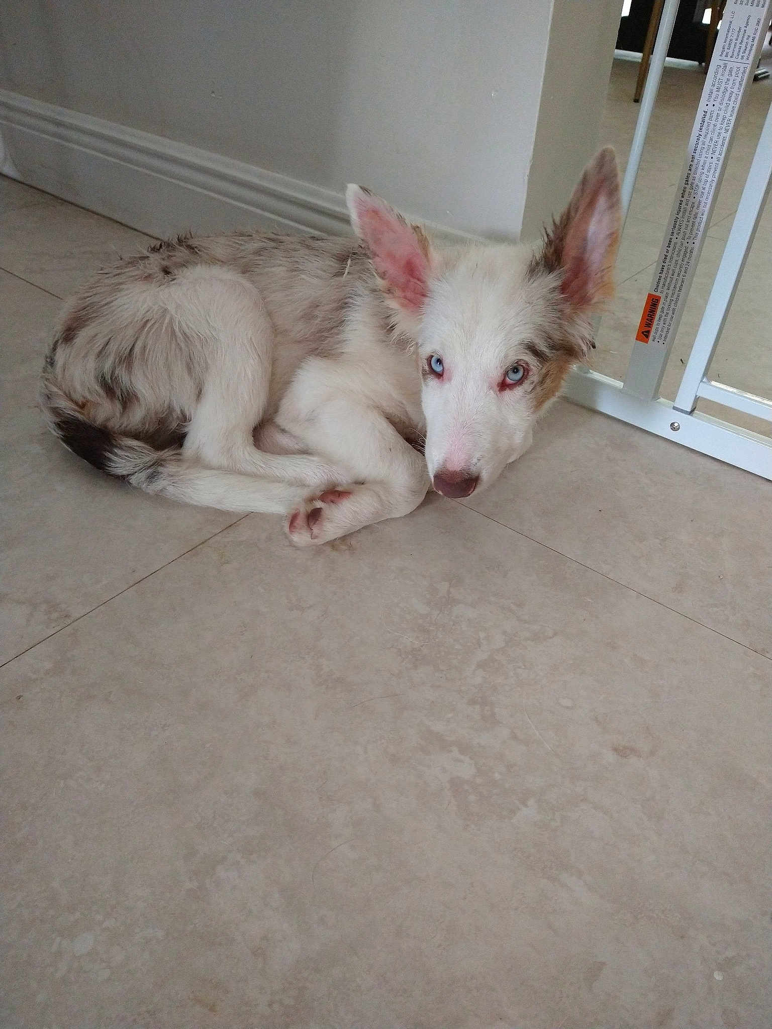 Bella