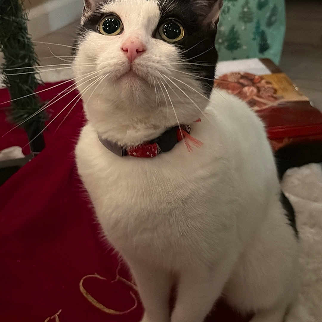 Cahya joined the competition — help win amazing prizes! cat, black_and_white, pet, indoor, christmas_tree, holiday, curious, sitting, whiskers, collar, festive, decorations, floor, carpet, closeup, animal, feline, cute, domestic, eyes