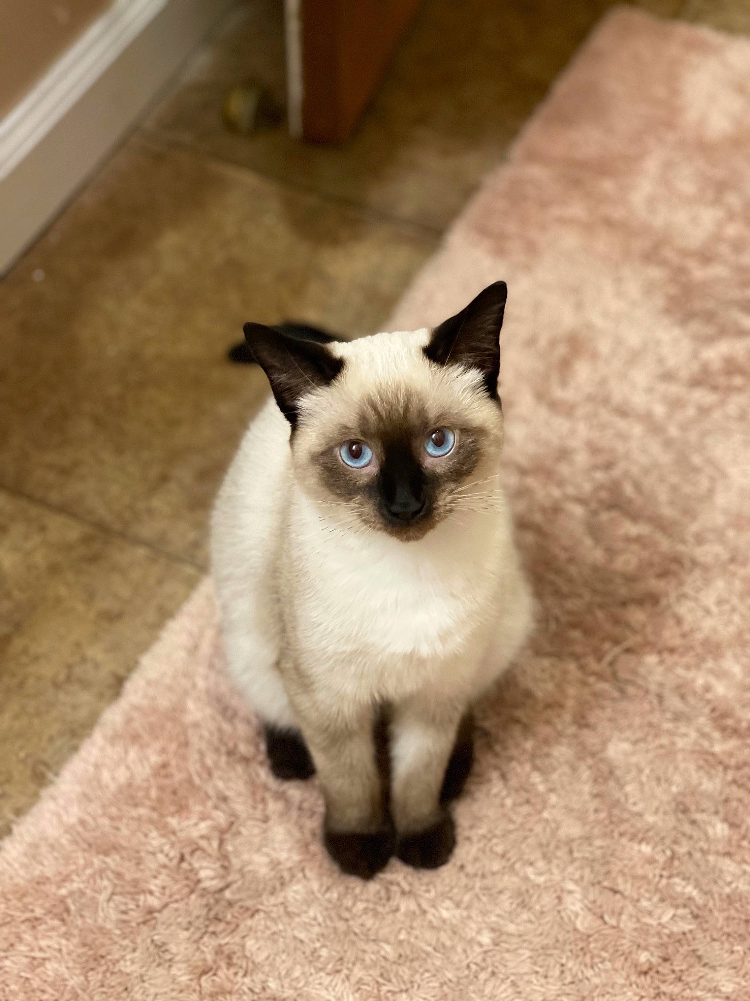 Tilly is registered to the contest to win money with this photo: birman, carnivore, cat, fawn, felidae, flooring, fur, iris, siamese, small_to_medium_sized_cats, snout, tail, terrestrial_animal, whiskers