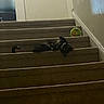 Zara is registered to the contest to win money with this photo: cat, stairs, carpet, plush_toy, indoor, animal, pet, resting, dark, shadow, quiet, cozy, home, wall, toy, green, relaxing, feline, stairs_riser, soft