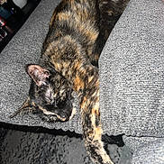 Zara is registered to the contest to win money with this photo: cat, tortoiseshell, sleeping, couch, gray, stretching, pet, feline, indoor, cozy, relaxed, fur, paw, resting, animal, home, texture, comfort, nap, calm