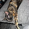 cat, tortoiseshell, sleeping, couch, gray, stretching, pet, feline, indoor, cozy, relaxed, fur, paw, resting, animal, home, texture, comfort, nap, calm