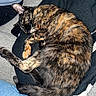 Zara is registered to the contest to win money with this photo: cat, tortoiseshell, sleeping, curled_up, pet, feline, fur, paw, blanket, knitted, jeans, denim, carpet, indoor, cozy, resting, animal, cute, domestic, relaxed