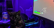 Zara joined the competition — help win amazing prizes! cat, black_cat, gaming_setup, xbox_controller, curved_monitor, led_lights, purple_lighting, desk, can, fresca, window, curtains, chair, computer_game, game_screen, electronics, technology, indoor, night, relaxation