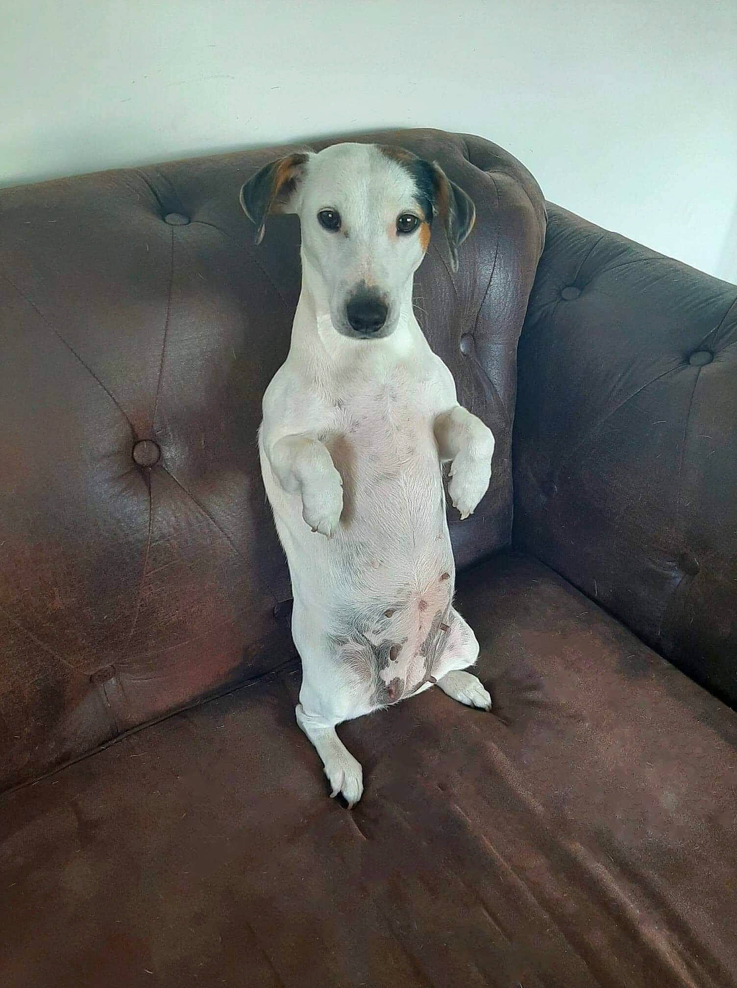 Naika a rejoint le concours — aidez-le/la à gagner de superbes lots ! canidae, carnivore, comfort, companion_dog, couch, dog, dog_breed, fawn, floor, flooring, hardwood, paw, pet_supply, snout, sporting_group, tail, terrestrial_animal, toy_dog, wood, working_animal