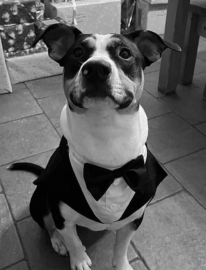 Tornade participe au concours pour gagner de l'argent avec cette photo : black, black_and_white, carnivore, collar, companion_dog, dog, dog_breed, dog_collar, eye, fawn, grey, monochrome, monochrome_photography, photograph, snapshot, snout, style, whiskers, white, working_animal