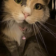 Kiwi is registered to the contest to win money with this photo: animal, bell, cat, close_up, collar, colorful_rug, curious, cute, domestic_cat, feline, fur, green_eyes, indoor, indoor_lighting, paws, pet, portrait, soft, tail, whiskers