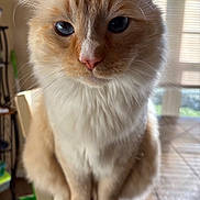 Tofu is registered to the contest to win money with this photo: cat, orange_cat, white_fur, fluffy, whiskers, pet, indoor, close_up, curious, sitting, animal, feline, cute, portrait, domestic_cat, soft_light, window_blinds, floor_tiles, house, cozy