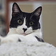 Lucy joined the competition — help win amazing prizes! animal, background_blur, black_and_white, cat, close_up, curious, cute, domestic, eyes, feline, fluffy, focused, indoor, paws, pet, playful, portrait, relaxed, soft_texture, whiskers