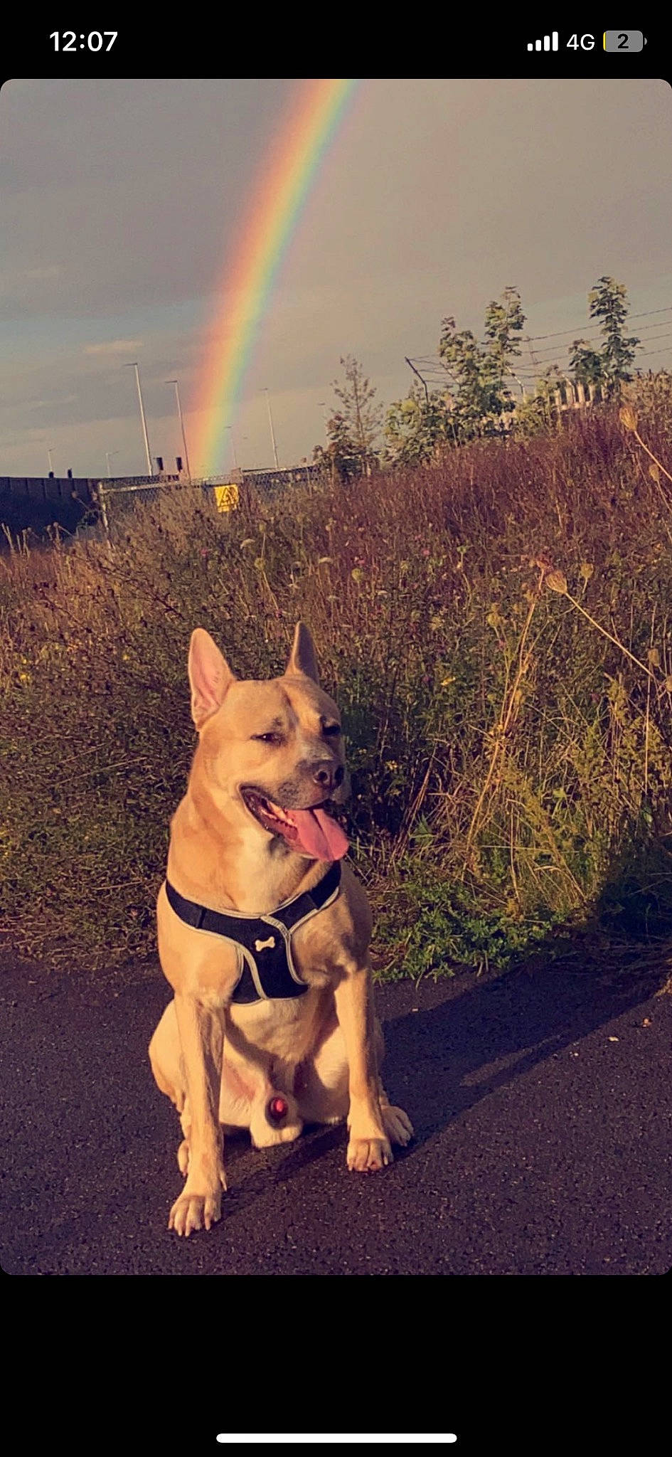 Cody joined the competition — help win amazing prizes! carnivore, cloud, collar, companion_dog, dog, dog_breed, dog_collar, fashion_accessory, fawn, grass, happy, kintamani, leash, light, meteorological_phenomenon, plant, rainbow, sky, tail, working_animal