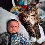 baby, cat, maine_coon, pillow, patterned_clothing, indoor, fluffy, pet, animal, child, cute, lying_down, face, eyes, furniture, cozy, domestic, portrait, mammal, relaxed