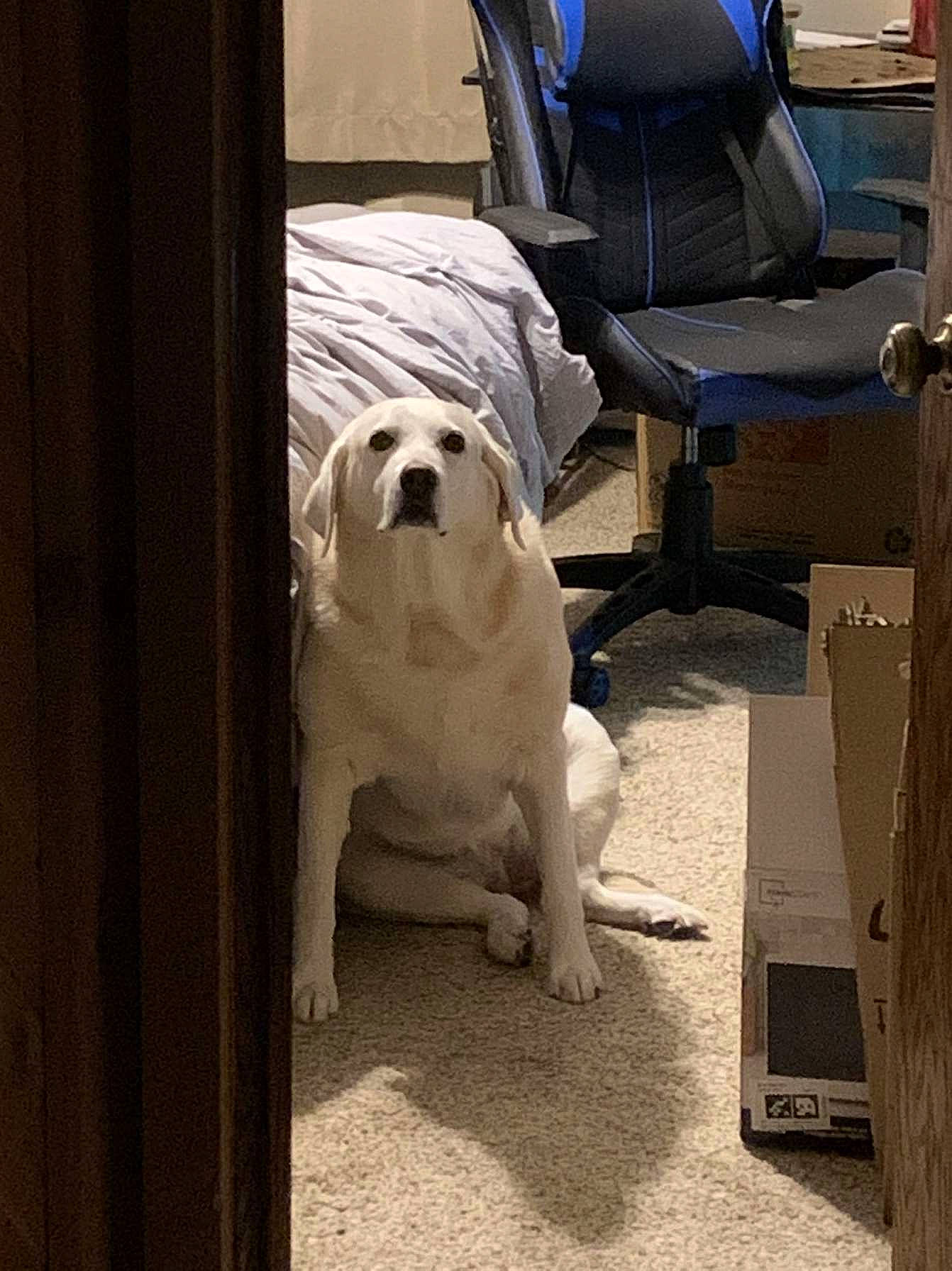 Sunni joined the competition — help win amazing prizes! automotive_design, automotive_tire, carnivore, comfort, companion_dog, dog, dog_breed, fawn, floor, flooring, hardwood, metal, sitting, snout, sporting_group, tints_and_shades, toy_dog, vehicle_door, wood, working_animal