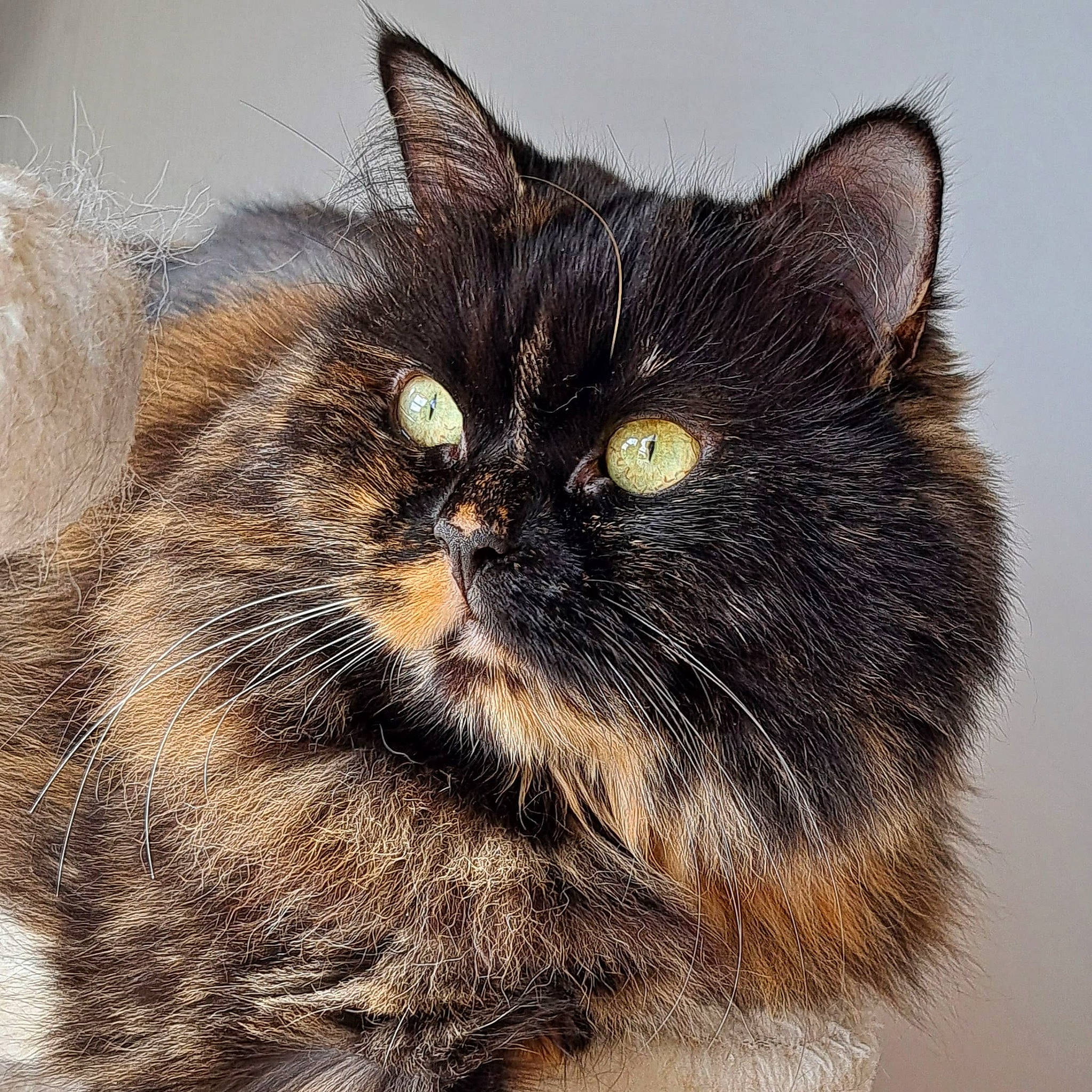 Maya a rejoint le concours — aidez-le/la à gagner de superbes lots ! black_cat, carnivore, cat, domestic_short_haired_cat, felidae, fur, paw, small_to_medium_sized_cats, snout, terrestrial_animal, whiskers