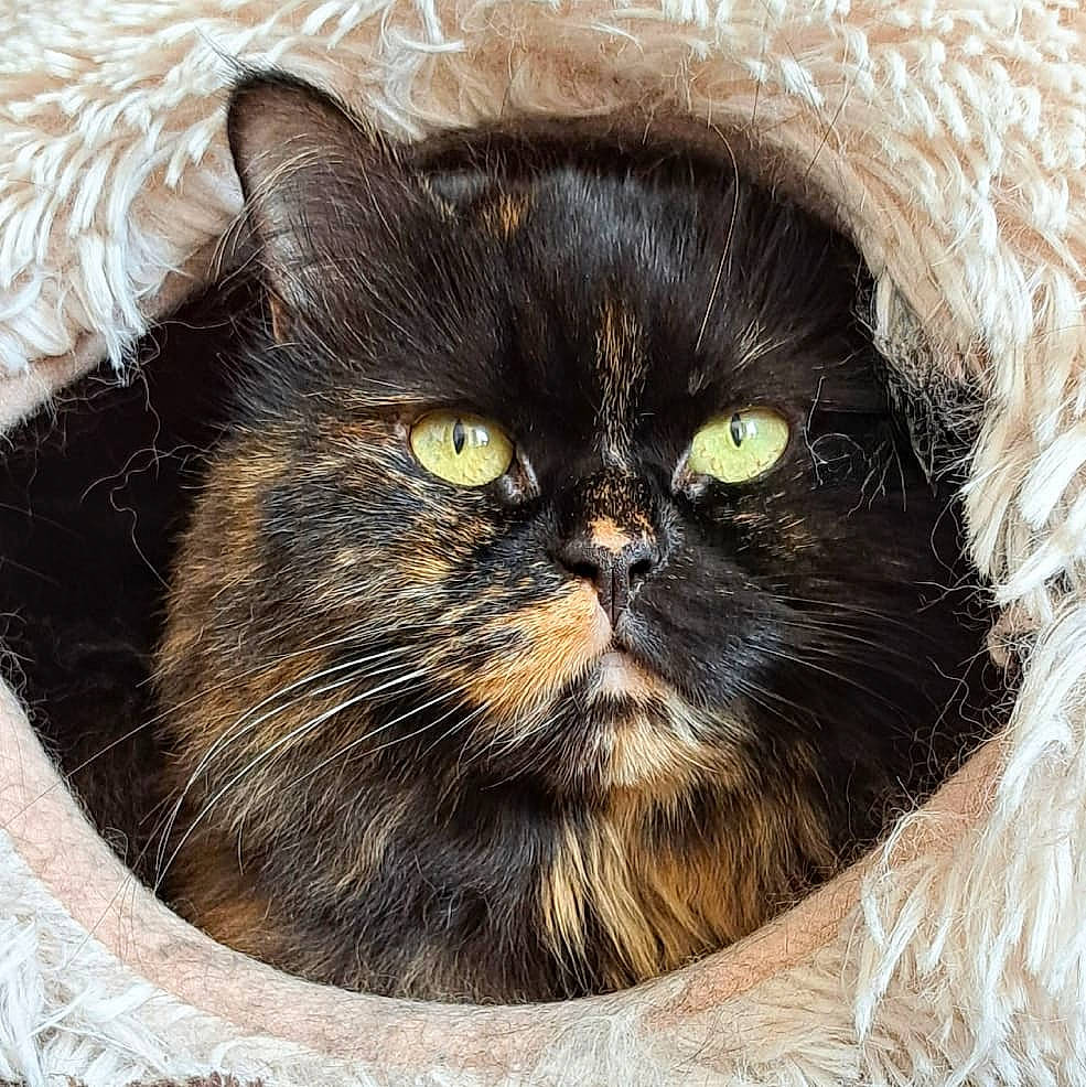 Maya a rejoint le concours — aidez-le/la à gagner de superbes lots ! carnivore, cat, comfort_food, domestic_short_haired_cat, felidae, fur, iris, small_to_medium_sized_cats, snout, terrestrial_animal, whiskers