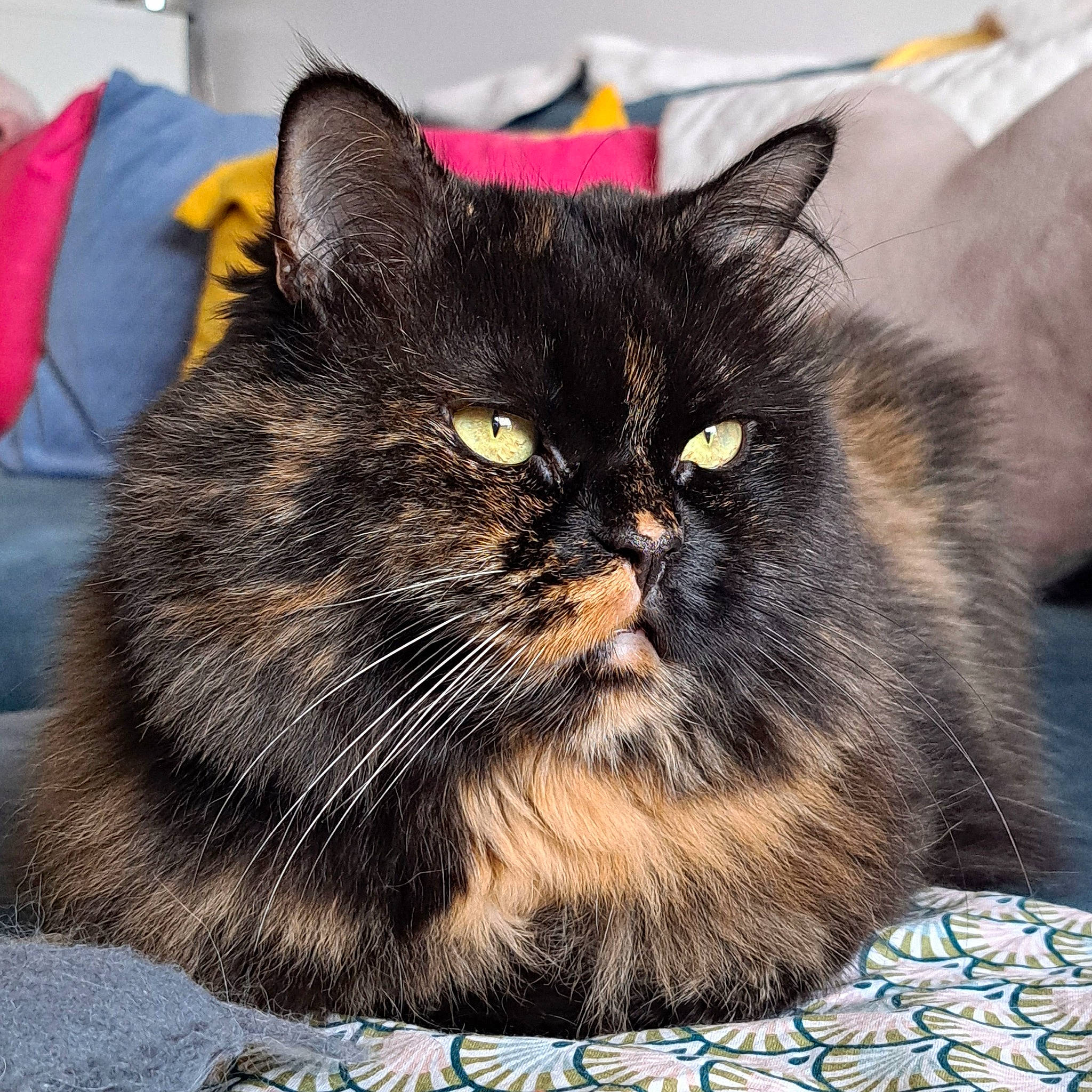 Maya participe au concours pour gagner de l'argent avec cette photo : black_cat, carnivore, cat, comfort_food, domestic_short_haired_cat, felidae, fur, grey, small_to_medium_sized_cats, snout, whiskers