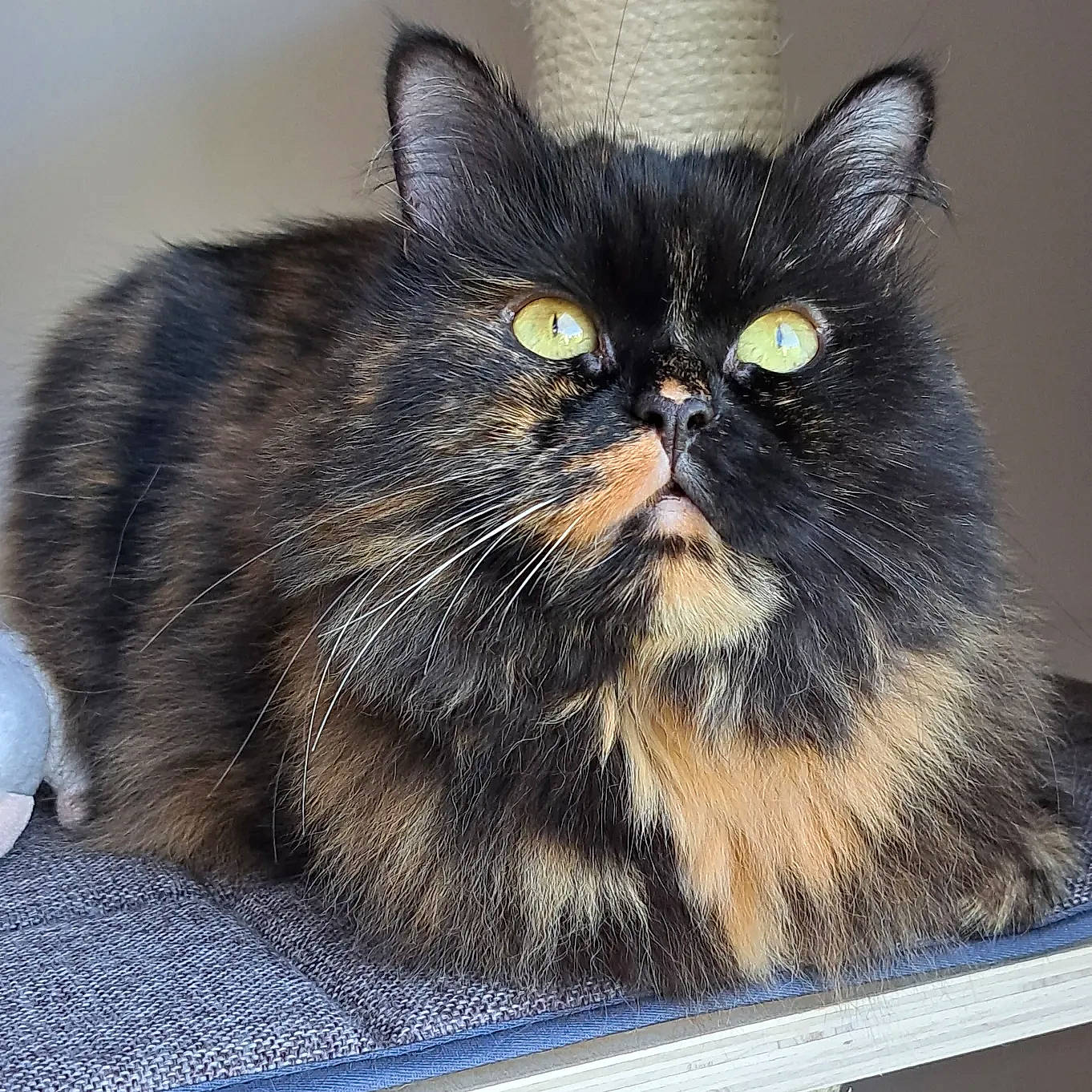 Maya a rejoint le concours — aidez-le/la à gagner de superbes lots ! carnivore, cat, domestic_short_haired_cat, felidae, fur, grey, paw, small_to_medium_sized_cats, snout, whiskers