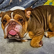 Gizmo is registered to the contest to win money with this photo: animal, boxer, bulldog, canine, dog, face, frenchbulldog, head, person, pet, pitbull, puppy, snout