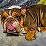 animal, boxer, bulldog, canine, dog, face, frenchbulldog, head, person, pet, pitbull, puppy, snout