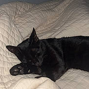 Gribouille a rejoint le concours — aidez-le/la à gagner de superbes lots ! black_cat, cat, sleeping, bed, blanket, quilt, cozy, indoor, pet, feline, resting, animal, paw, soft, cute, domestic_animal, fur, quiet, peaceful, relaxation