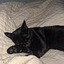 black_cat, cat, sleeping, bed, blanket, quilt, cozy, indoor, pet, feline, resting, animal, paw, soft, cute, domestic_animal, fur, quiet, peaceful, relaxation