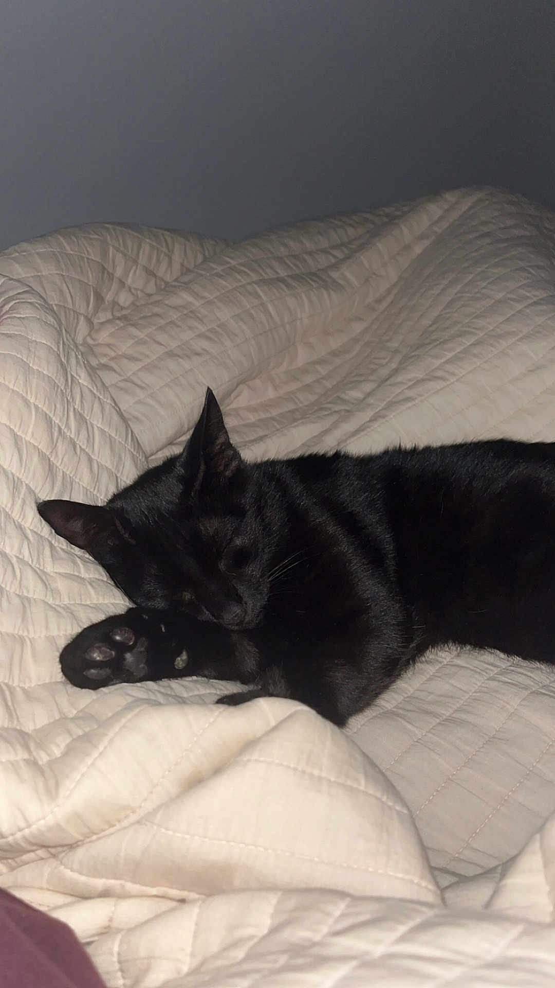 Gribouille a rejoint le concours — aidez-le/la à gagner de superbes lots ! black_cat, cat, sleeping, bed, blanket, quilt, cozy, indoor, pet, feline, resting, animal, paw, soft, cute, domestic_animal, fur, quiet, peaceful, relaxation
