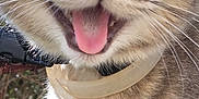 Athéna participe au concours pour gagner de l'argent avec cette photo : animal, cat, close_up, collar, cute, domestic_cat, face, fur, happy, head, mammal, nature, outdoor, pet, playful, sunlight, tabby, tongue_out, whiskers, wide_eyes