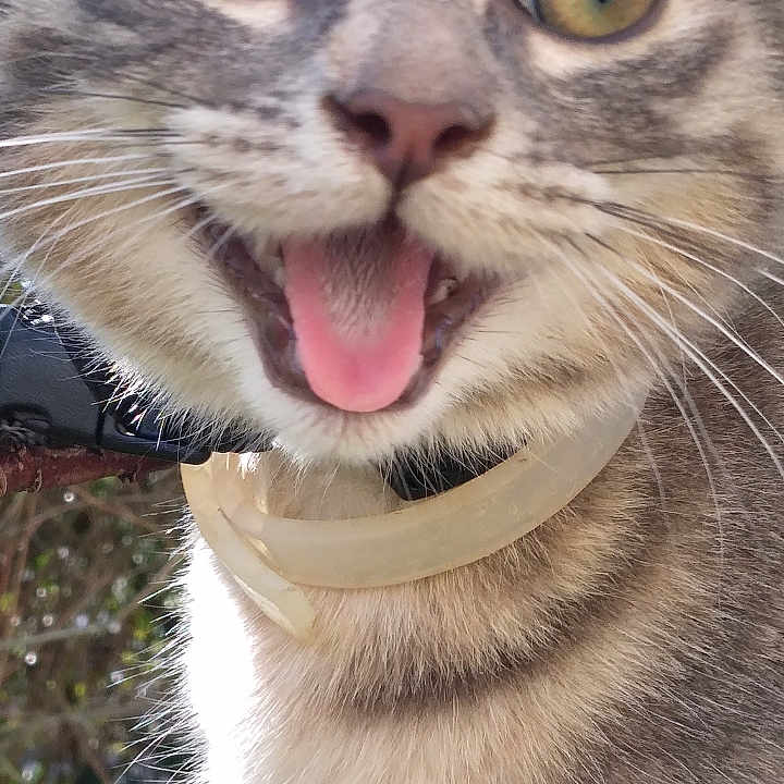 Athéna participe au concours pour gagner de l'argent avec cette photo : animal, cat, close_up, collar, cute, domestic_cat, face, fur, happy, head, mammal, nature, outdoor, pet, playful, sunlight, tabby, tongue_out, whiskers, wide_eyes