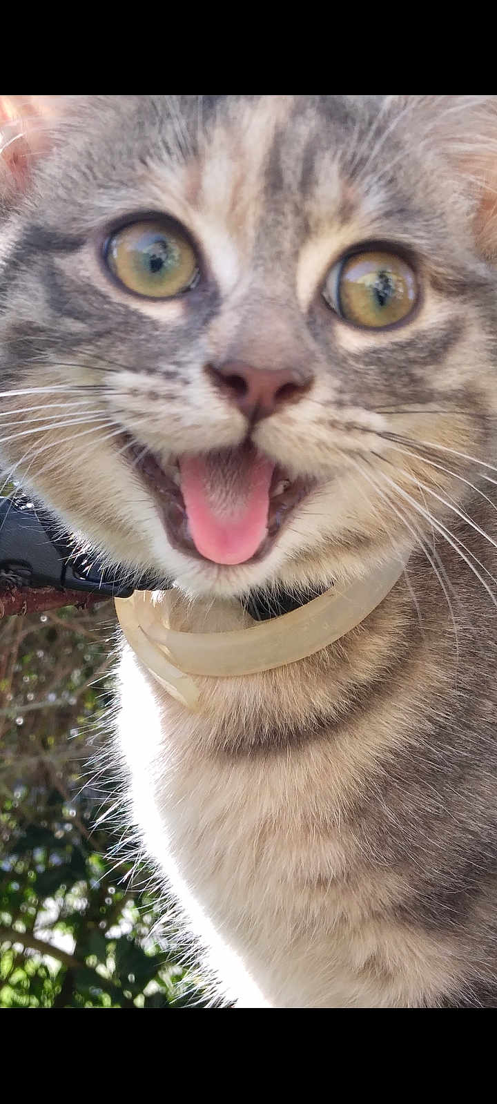 Athéna participe au concours pour gagner de l'argent avec cette photo : cat, close_up, tongue_out, collar, happy, playful, wide_eyes, fur, pet, animal, outdoor, sunlight, nature, whiskers, cute, domestic_cat, mammal, face, head, tabby