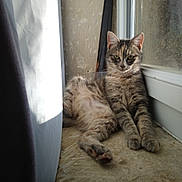 Athéna participe au concours pour gagner de l'argent avec cette photo : animal, cat, cozy, curious, ears, face, feline, fur, indoor, natural_light, paw, pet, relaxed, resting, tabby_cat, texture, wall, whiskers, window, windowsill