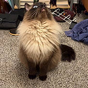 Gizmo is registered to the contest to win money with this photo: cat, fluffy, blue_eyes, carpet, indoor, books, shelf, clutter, furniture, pet, animal, looking_up, long_hair, domestic_cat, whiskers, tail, curious, mammal, cute, sitting