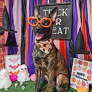 Nala joined the competition — help win amazing prizes! dog, brindle, glasses, orange, halloween, bandana, ghost, skull, pumpkin, witch_hat, decorations, festive, indoor, smiling, grass, sign, purple, black, orange_stripes, cute
