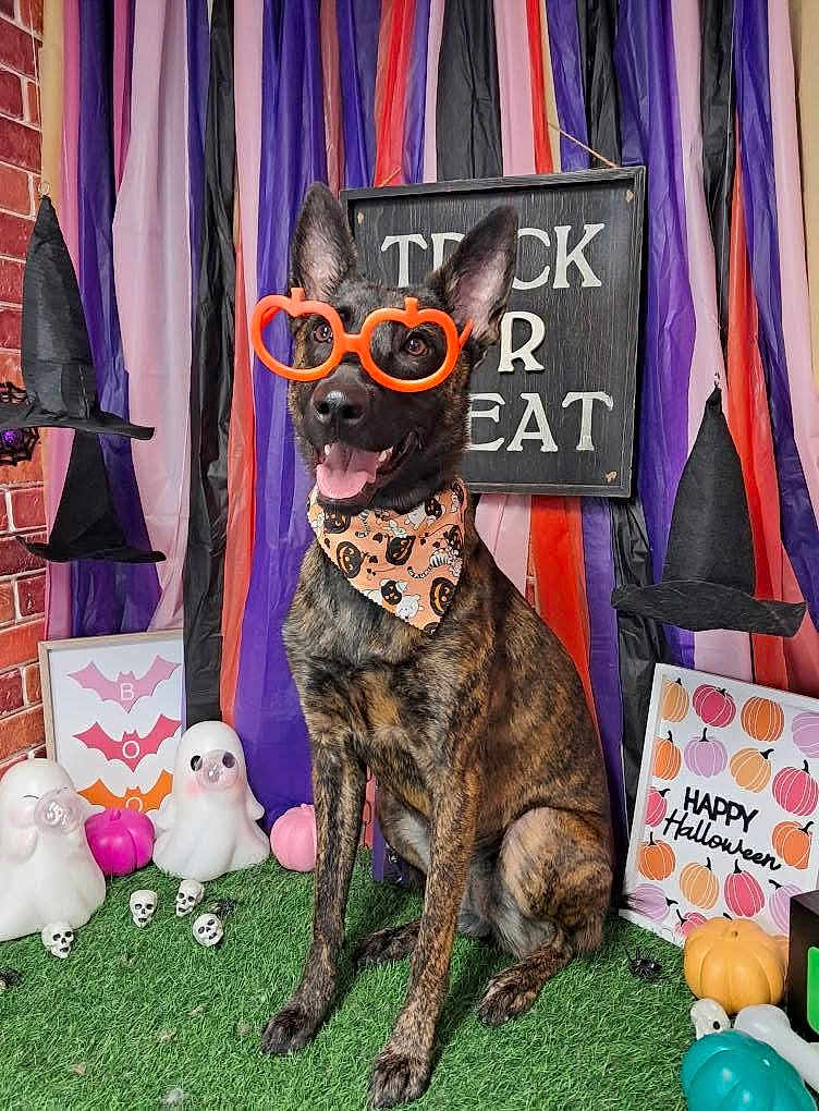 Nala joined the competition — help win amazing prizes! dog, brindle, glasses, orange, halloween, bandana, ghost, skull, pumpkin, witch_hat, decorations, festive, indoor, smiling, grass, sign, purple, black, orange_stripes, cute